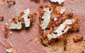 Fire Ants Found for First Time in Australia’s Largest River System